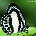 Danis danis (Large Green-banded Blue) at Stoney Creek シロモンルリシジミ<br />Canon EOS KDX (400D) + EFS60 F2.8